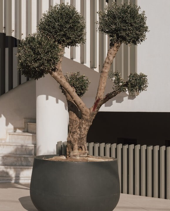A Nyssa 'Autumn Cascade' Weeping Tupelo in an 8" pot, with neatly pruned foliage clusters, is displayed before a modern building featuring stairs and vertical railings.