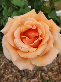 A close-up of a fully bloomed peach-coloured rose with green leaves and mulch visible in the background.
