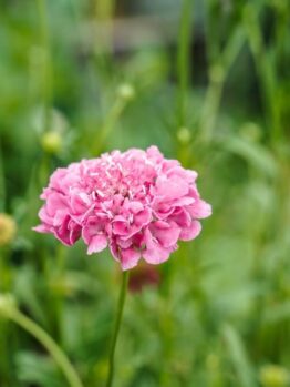 A close-up of a Scabiosa 'Candy Pink' Pincushion flower in bloom in a 6" pot, set against a softly blurred green backdrop of leaves and stems.