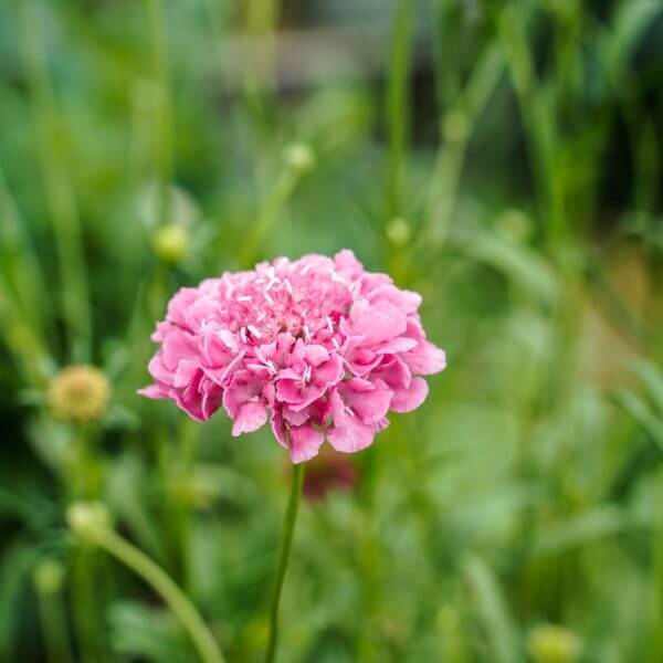 A close-up of a Scabiosa 'Candy Pink' Pincushion flower in bloom in a 6" pot, set against a softly blurred green backdrop of leaves and stems.