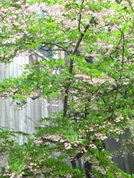 The Styrax 'Japanese Snowbell' in a 12" pot showcases delicate pink and white blossoms as it flowers, creating a beautiful display.