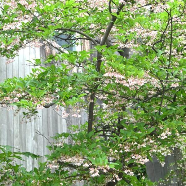 The Styrax 'Japanese Snowbell' in a 12" pot showcases delicate pink and white blossoms as it flowers, creating a beautiful display.