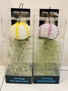 Two Tillandsias 'Air Plant' on Novelty Base Size E (Assorted), each with sea urchin-inspired bases and long green leaves, are displayed side by side in clear plastic packaging.