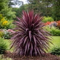 A Cordyline Burgundy Spire 8" Pot with burgundy, spiky foliage is planted in a mulched garden bed among green shrubs and colourful flowers, backed by trees.