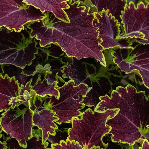 Close-up of Coleus 'Le Freak' 8" Pot leaves featuring deep burgundy centres, bright green edges, distinct veins, and serrated margins.