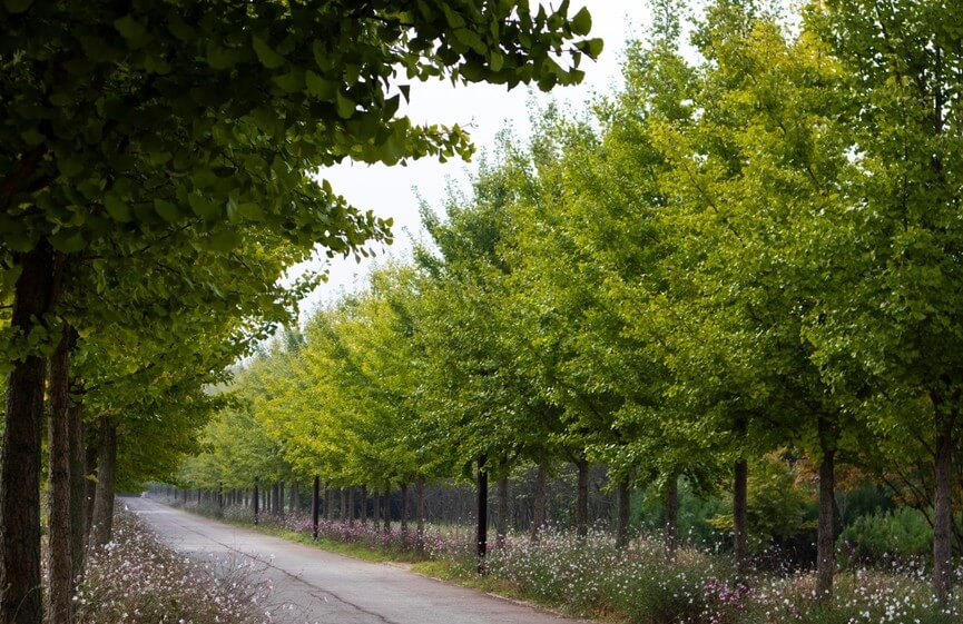 A narrow paved path runs beside rows of Ginkgo 'Tubifolia' Maidenhair Trees in 10" pots, bordered by wildflowers and grass on both sides.