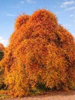 The Nyssa 'Autumn Cascade' Weeping Tupelo in an 8" pot is a graceful, large tree with dense, cascading branches covered in vibrant orange and yellow autumn foliage, perfect for garden settings.