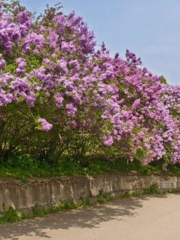 A row of Syringa 'Tinkerbelle™' Lilac blooms with purple flowers in 10" pots, lining a stone wall beside a paved path under a clear sky.