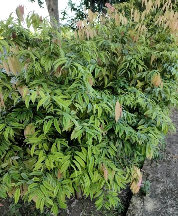 Waterhousia 'Whisper' PBR Weeping Lilly Pilly in a 40 cm pot, featuring dense green foliage with long, narrow leaves—some emerging reddish-pink—placed beside an outdoor concrete path.