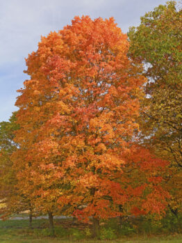 The Acer 'Goldspire' Sugar Maple 16" Pot showcases vivid orange and red autumn foliage, beautifully standing out in a grassy area among other trees beneath a partly cloudy sky.