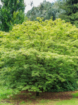 A lush Japanese maple tree with green foliage stands near a dirt path in a landscaped garden surrounded by other trees and greenery.