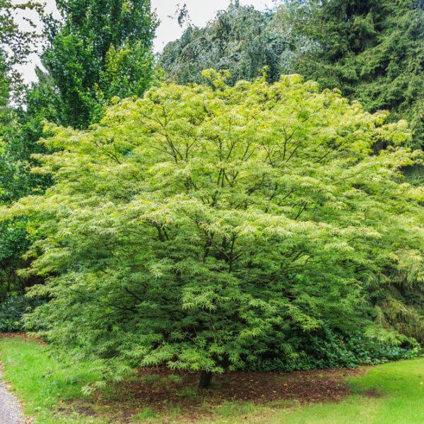 A lush Japanese maple tree with green foliage stands near a dirt path in a landscaped garden surrounded by other trees and greenery.