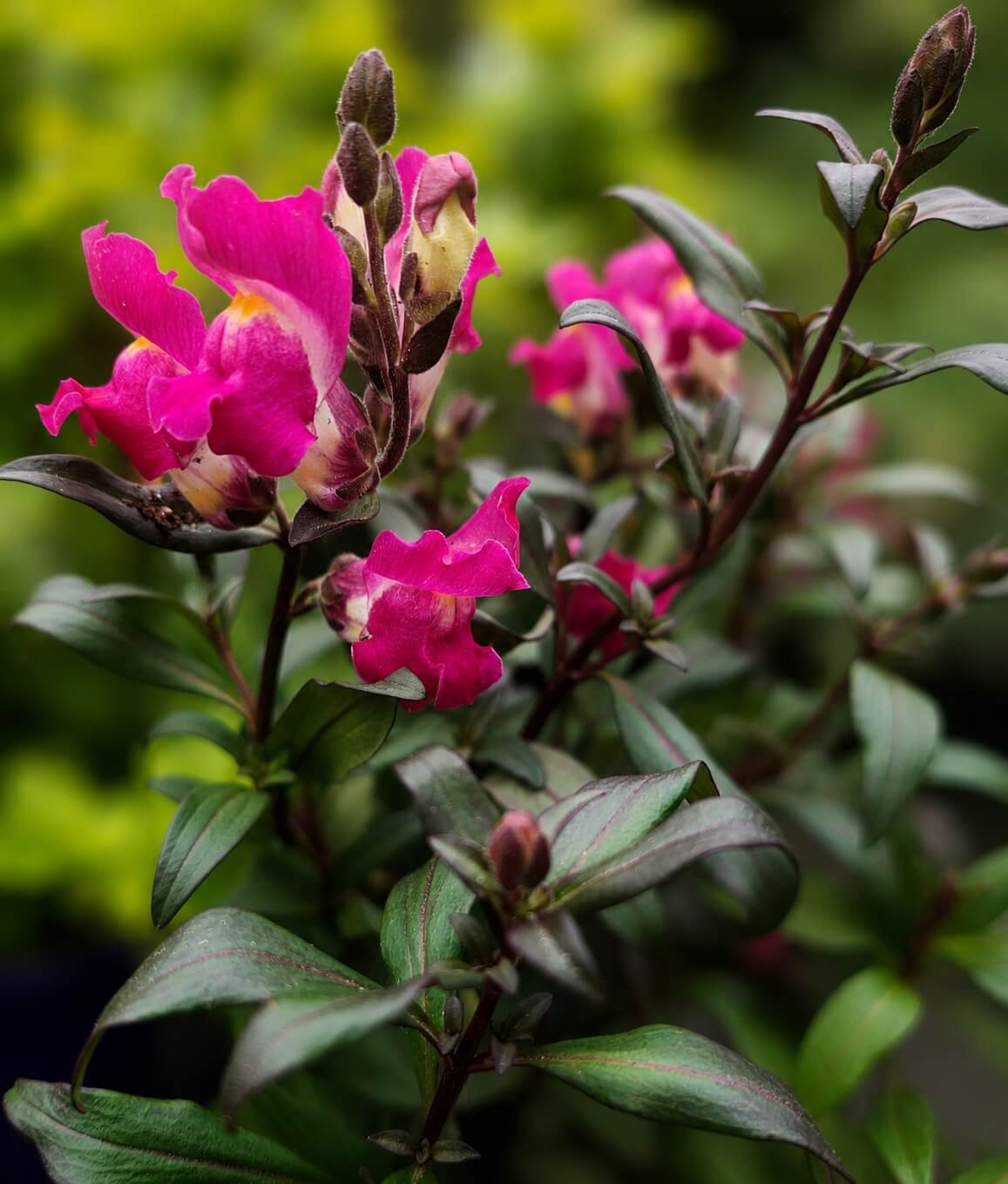 Close-up of Buxus 'English Box' 20" Pot (Cloud Pruned) with dark green foliage, bright pink snapdragon flowers, and hints of its sculptured leaves set against a blurred green background.