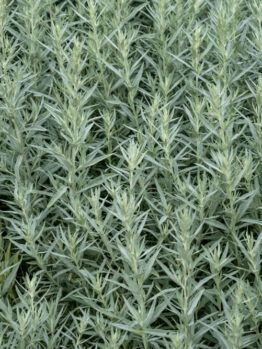 A 15cm pot of Artemisia 'Silver Queen' features a dense cluster of silvery-green, narrow leaves that fill the container.