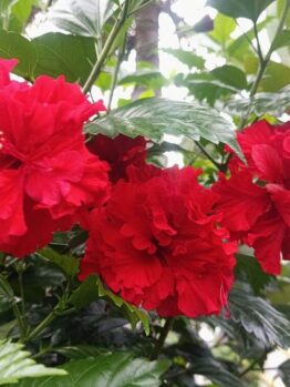 Azalea 'Guanda Red' in a 7" pot features bright red, ruffled blooms and lush green leaves, creating a festive display perfect for Mother’s Day.