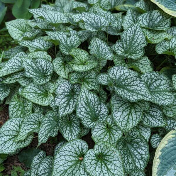 The Brunnera 'Jack Frost' 15cm Pot features a lush cluster of green leaves with striking white veins, growing beautifully together and ideal for adding texture and colour to your garden.