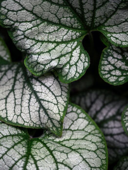 Brunnera 'Stirling Silver’ 15cm Pot featuring silver-white veined, textured leaves that overlap for a lush appearance.