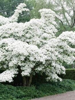 A large tree with dense clusters of white flowers in full bloom, surrounded by green foliage and a trimmed hedge, next to a gravel path in a garden.