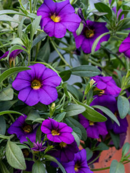 A cluster of vibrant purple petunia flowers with green leaves in a garden setting.