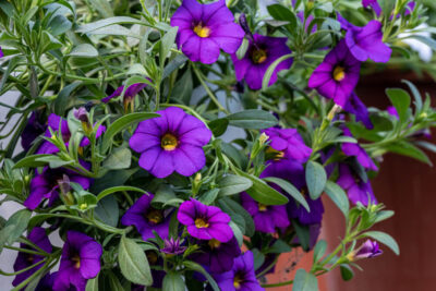 A cluster of vibrant purple petunia flowers with green leaves in a garden setting.