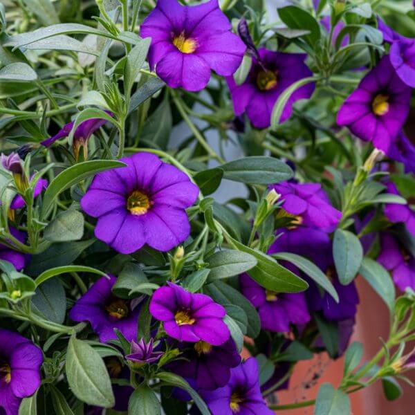 A cluster of vibrant purple petunia flowers with green leaves in a garden setting.