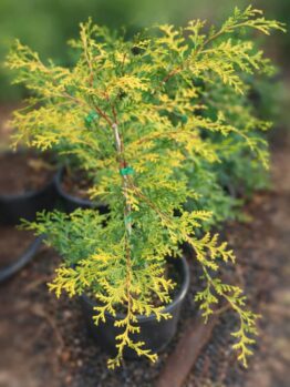 A Chamaecyparis 'Golden Sunset' in an 8" pot, a potted evergreen with feathery green and yellow foliage, sits on soil with similar plants in the background.