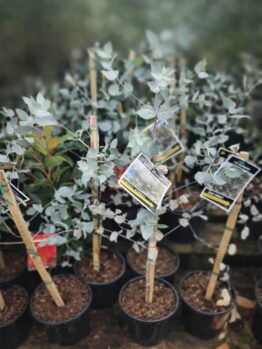 Several young potted plants, such as Eucalyptus 'Silver Shadow' 8" Pot with labelled wooden stakes, are arranged closely together on a wooden surface.