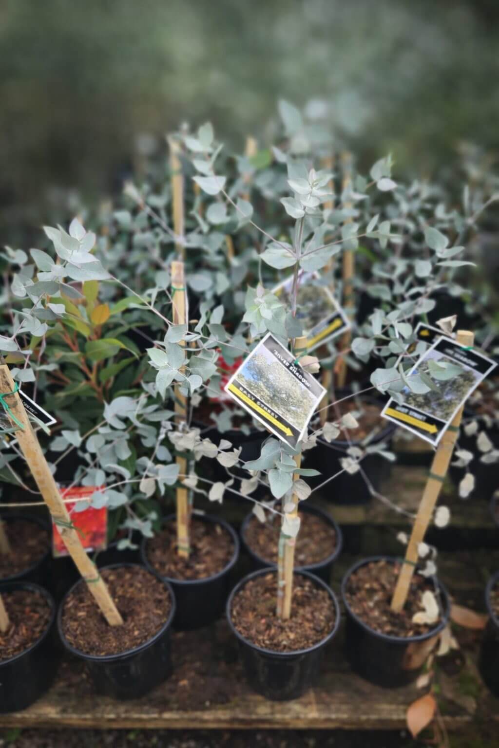 Several young potted plants, such as Eucalyptus 'Silver Shadow' 8" Pot with labelled wooden stakes, are arranged closely together on a wooden surface.