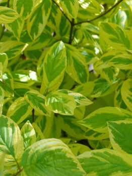 Sunlight highlights the green and yellow variegated foliage of the Cornus Spaethii 'Variegated Red Stemmed Dogwood' in a 13" pot.