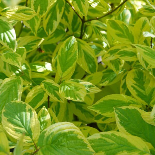 Sunlight highlights the green and yellow variegated foliage of the Cornus Spaethii 'Variegated Red Stemmed Dogwood' in a 13" pot.