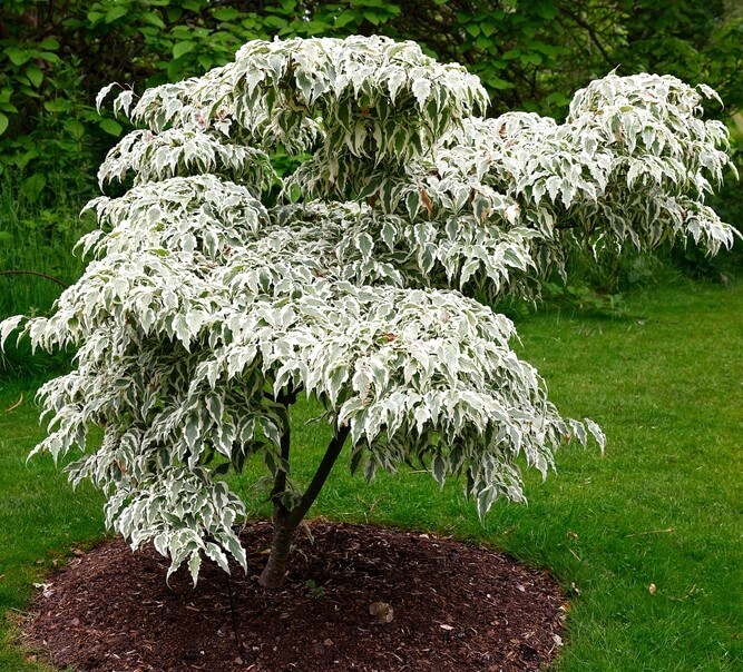 The Cornus 'Wolf Eyes' Dogwood 13" Pot shows striking green and white variegated leaves, growing beautifully in a mulched spot on a lawn with vibrant greenery behind it.