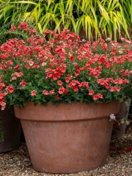 Large terracotta pot filled with dense clusters of small red and pink flowers, placed on gravel with green foliage in the background.