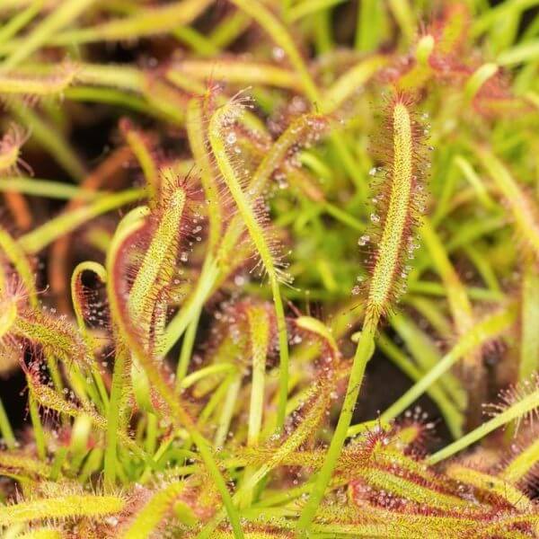Close-up of Drosera 'Sundews' in a 7.5cm pot, showing long, narrow leaves with sticky hairs for trapping insects, next to Venus Flytraps with their distinctive jaw-like traps.