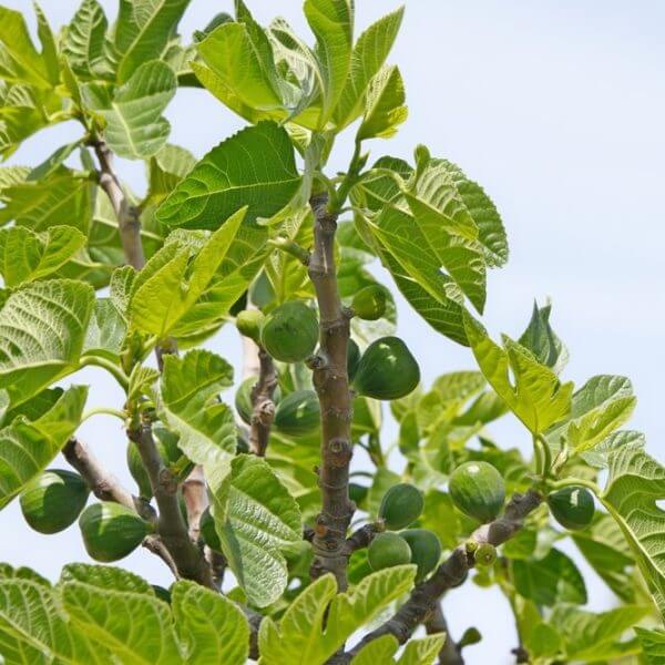 A Ficus 'Desert King' Fig Tree in an 8" pot, with large green leaves and unripe green figs on its branches, stands tall against a clear sky.