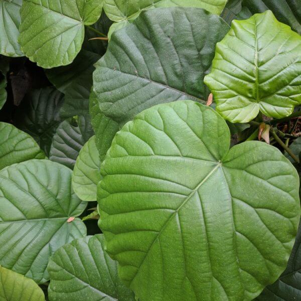 Large, green, heart-shaped leaves with prominent veins overlap in the Ficus ‘Umbrella Tree Fig’ 8” Pot, forming a dense, leafy pattern.