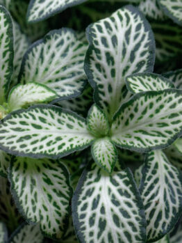 Close-up of the Fittonia ‘White’ Nerve Plant in a 5” pot, displaying its striking green leaves with white veins and distinct foliage patterns.