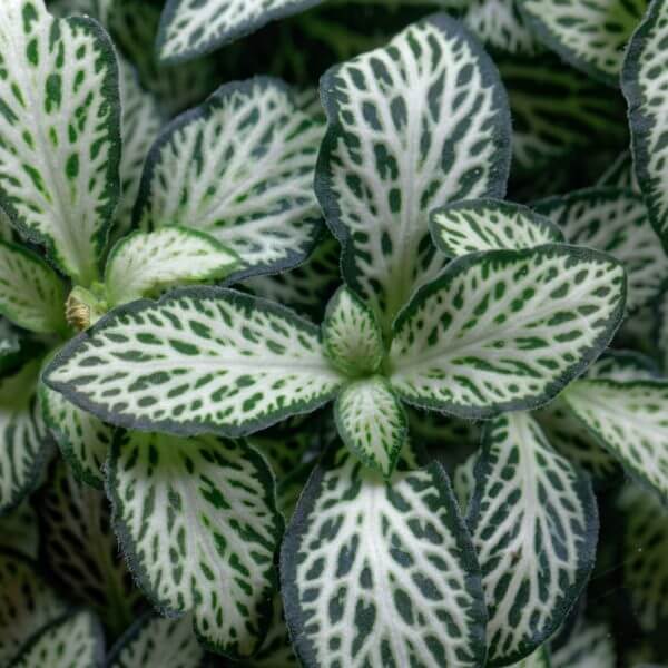 Close-up of the Fittonia ‘White’ Nerve Plant in a 5” pot, displaying its striking green leaves with white veins and distinct foliage patterns.