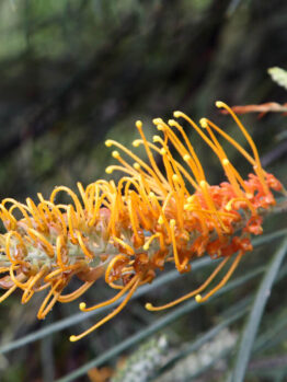 Close-up of Grevillea 'Winpara Sunrise' 6" Pot (Copy) flower, highlighting its yellow and orange tones with long, curved stamens set against green, needle-like foliage.