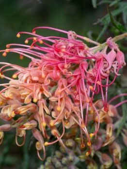 A close-up of a Grevillea 'Strawberry Smoothie' 10" Pot shows pink and orange curled petals with yellow tips against a blurred green background.