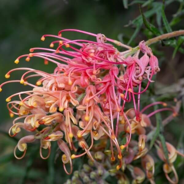 A close-up of a Grevillea 'Strawberry Smoothie' 10" Pot shows pink and orange curled petals with yellow tips against a blurred green background.