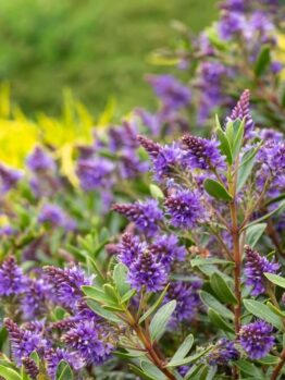 Purple hebe flowers in bloom with green leaves, growing in a garden with blurred grass in the background.