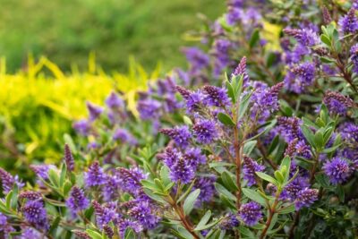 Purple hebe flowers in bloom with green leaves, growing in a garden with blurred grass in the background.