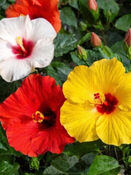 mixture of tropical hibiscus flowers with green leaves and yellow red and white flowers