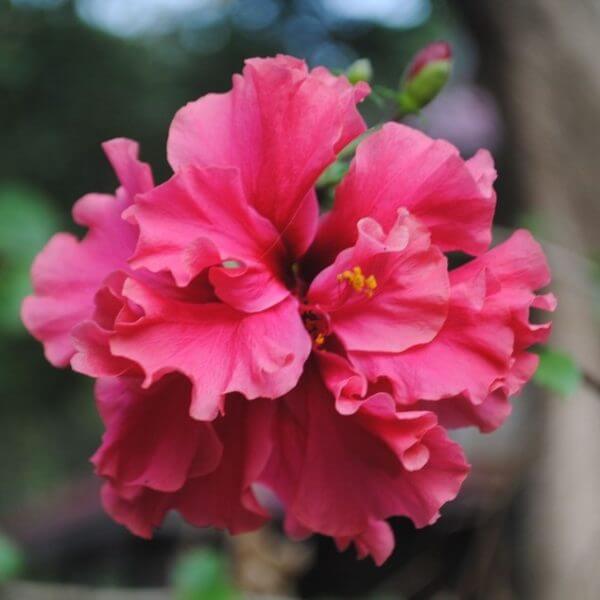 Close-up of a vibrant pink hibiscus flower with ruffled petals and a yellow stamen, set against a blurred green and brown background.