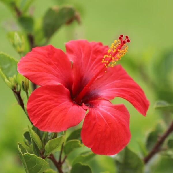 A close-up of a Hibiscus 'Yellow' 6" Pot bloom with prominent yellow-tipped stamens, surrounded by lush green leaves and a softly blurred green background.