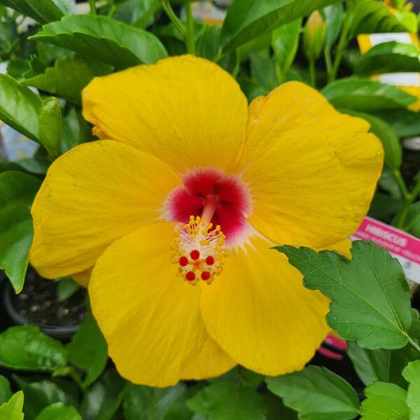 A Hibiscus 'Yellow' 15cm Pot features a vibrant yellow flower with a red centre and prominent stamen, set against lush green foliage.