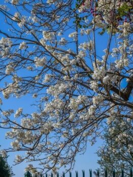 Jacaranda Tree 'White Flowering' 10" Pot