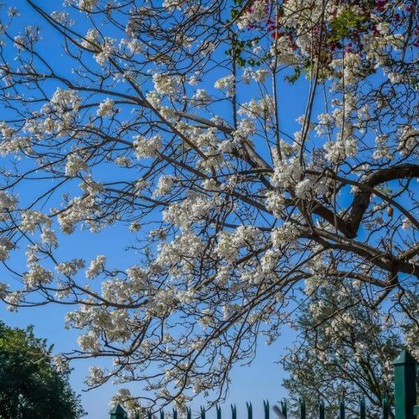 Jacaranda Tree 'White Flowering' 10" Pot