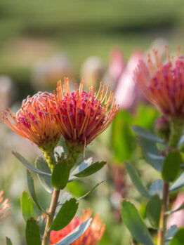 Close-up of Leucospermum 'Scarlet Ribbon' flowers with green leaves in an 8" pot, set against a blurred natural background.