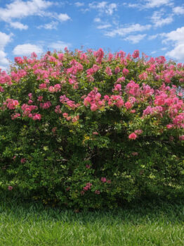 A Lagerstroemia 'Little Audrey' Crepe Myrtle in a 10" pot, featuring dense green foliage and bright pink flowers, stands alone in a grassy field under a partly cloudy sky.